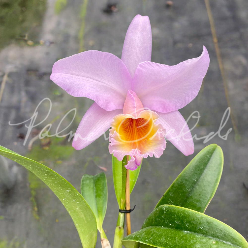 Rlc. Diego Pink Puff — Palmer Orchids